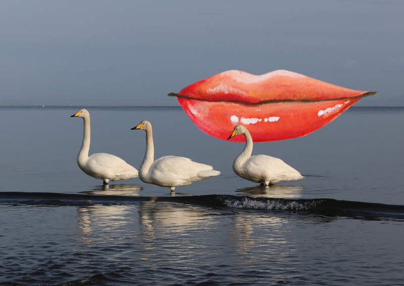 05_swan